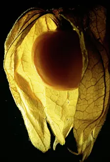 Gooseberry: Cape GOOSEBERRY