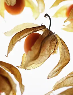 Peach: Cape gooseberry, Physalis, Peach subject, White
