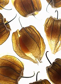 Peach: Cape gooseberry, Physalis, Peach subject, White