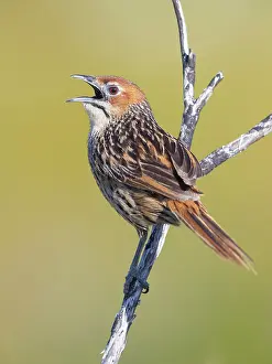 Sing: Cape Grassbird (Sphenoeacus afer), side view of