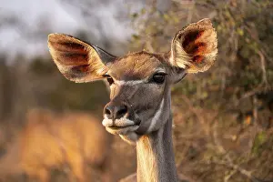 Antelopes: Cape Greater Kudu (Strepsiceros strepsiceros)