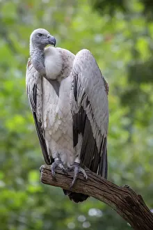 Coprotheres: Cape griffon or (Gyps coprotheres) sitting on branch