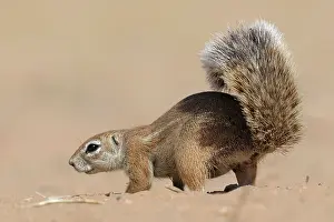 Inauris: Cape Ground Squirrel