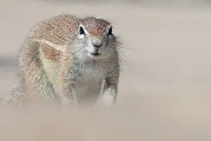 Inauris: Cape Ground Squirrel