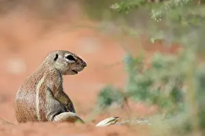 Inauris: Cape Ground Squirrel