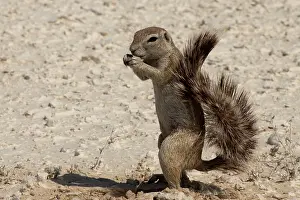 Found: The Cape ground squirrel is found in most of the drier parts