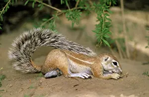 Inauris: Cape Ground Squirrel - feeding