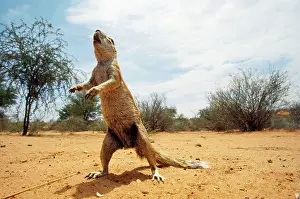 Inauris: Cape Ground Squirrel / South African Ground Squirrel