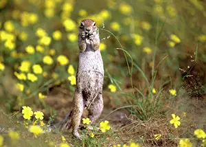 Inauris: Cape Ground Squirrel / South African Ground Squirrel