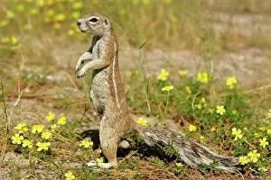 Inauris: Cape Ground Squirrel / South African Ground Squirrel