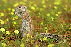 Inauris: Cape Ground Squirrel / South African Ground Squirrel