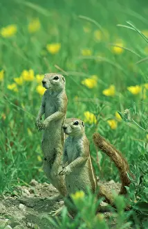 Inauris: Cape Ground Squirrel / South African Ground Squirrel