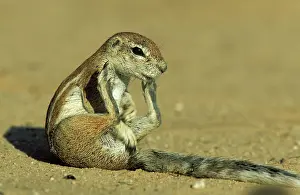 Inauris: Cape Ground Squirrel / South African Ground Squirrel
