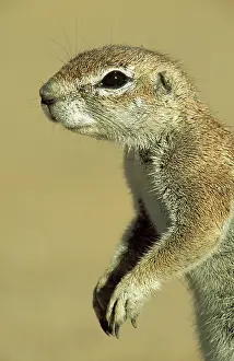 Inauris: Cape Ground Squirrel / South African Ground Squirrel