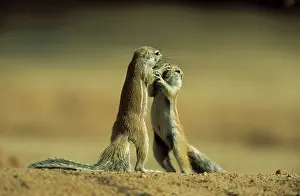 Inauris: Cape Ground Squirrel / South African Ground Squirrel