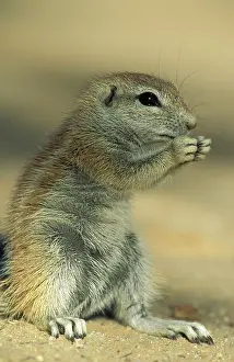 Inauris: Cape Ground Squirrel / South African Ground Squirrel