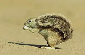 Inauris: Cape Ground Squirrel / South African Ground Squirrel
