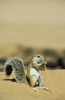 Inauris: Cape Ground Squirrel / South African Ground Squirrel
