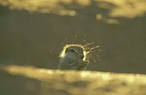 Inauris: Cape Ground Squirrel / South African Ground Squirrel