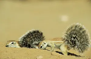 Inauris: Cape Ground Squirrel / South African Ground Squirrel