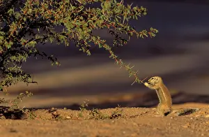 Inauris: Cape Ground Squirrel / South African Ground Squirrel