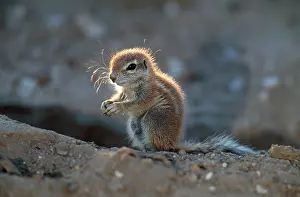 Inauris: Cape Ground SQUIRREL / South African Ground Squirrel