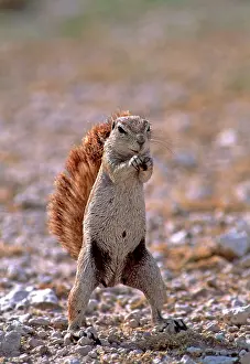 Inauris: Cape Ground Squirrel / South African Ground Squirrel