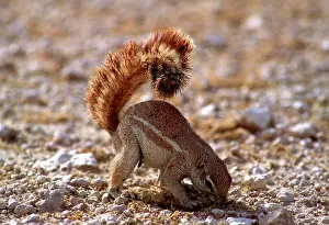Inauris: Cape Ground Squirrel / South African Ground Squirrel