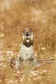 Inauris: Cape Ground Squirrel / South African Ground Squirrel