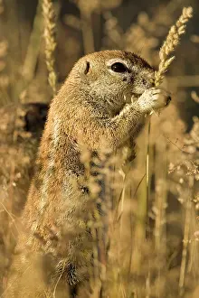 Inauris: Cape Ground Squirrel / South African Ground Squirrel