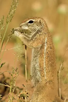 Inauris: Cape Ground Squirrel / South African Ground Squirrel