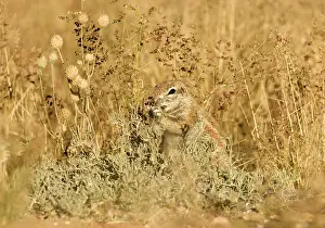 Inauris: Cape Ground Squirrel / South African Ground Squirrel