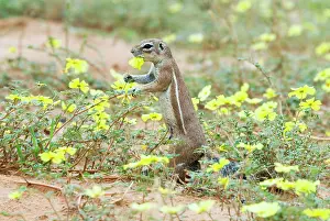 Inauris: Cape Ground Squirrel / South African Ground Squirrel