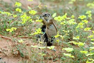 Inauris: Cape Ground Squirrel / South African Ground Squirrel