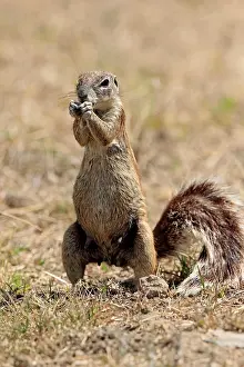 Inauris: Cape ground squirrel (Xerus inauris), adult, eating