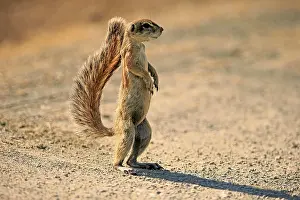 Inauris: Cape ground squirrel (Xerus inauris), adult, standing