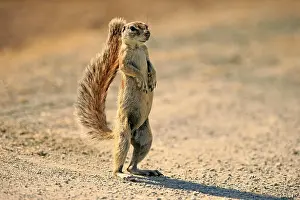 Inauris: Cape ground squirrel (Xerus inauris), adult, standing