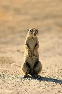 Inauris: Cape ground squirrel (Xerus inauris), adult, standing