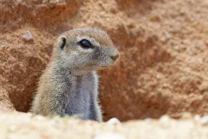 Finnmark: Cape ground squirrel (Xerus inauris), adult, looking