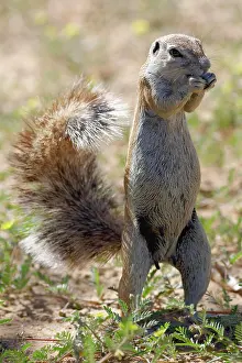 Inauris: Cape ground squirrel (Xerus inauris), adult female