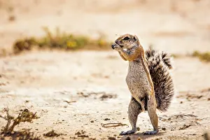 Transborder: Cape ground squirrel (Xerus inauris) eating seed