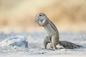 Inauris: Cape ground squirrel (xerus inauris) in Etosha National