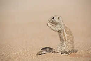 Inauris: Cape Ground Squirrel (Xerus inauris) sitting up