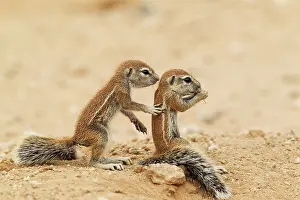 Affectionate: Cape Ground Squirrel. Two young at their burrow