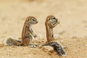 Inauris: Cape Ground Squirrel. Two young at their burrow