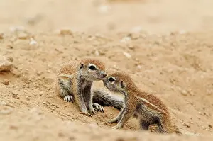 Nose: Cape Ground Squirrel. Two young at their burrow