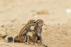 Affectionate: Cape Ground Squirrel. Two young at their burrow