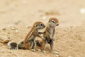 Affectionate: Cape Ground Squirrel. Two young at their burrow
