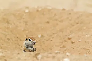 Shoulders: Cape Ground Squirrel. Young at its burrow. Kalahari