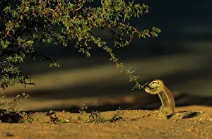 Inauris: Cape Ground Squirrel young cautiously feeding at